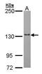 RNA Polymerase Mitochondrial antibody, PA5-28196, Invitrogen Antibodies, Western Blot image 