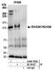R3H Domain Containing 1 antibody, A304-765A, Bethyl Labs, Immunoprecipitation image 