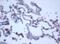 DEAD-Box Helicase 59 antibody, NBP2-46447, Novus Biologicals, Immunohistochemistry frozen image 