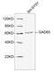 Glutamate Decarboxylase 2 antibody, LS-C203192, Lifespan Biosciences, Western Blot image 