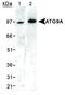 Autophagy Related 9A antibody, TA336522, Origene, Western Blot image 