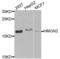 Hmg17 antibody, LS-C346103, Lifespan Biosciences, Western Blot image 