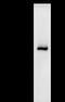 Pre-mRNA-splicing factor ATP-dependent RNA helicase PRP16 antibody, LS-C342438, Lifespan Biosciences, Immunoprecipitation image 