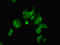 GLE1 RNA Export Mediator antibody, LS-C395454, Lifespan Biosciences, Immunofluorescence image 