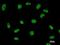DExD-Box Helicase 39A antibody, LS-C342437, Lifespan Biosciences, Immunofluorescence image 