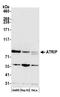 ATR Interacting Protein antibody, A300-670A, Bethyl Labs, Western Blot image 