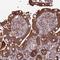 Peroxisomal biogenesis factor 19 antibody, HPA044837, Atlas Antibodies, Immunohistochemistry paraffin image 