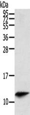 Prostate And Breast Cancer Overexpressed 1 antibody, CSB-PA191657, Cusabio, Western Blot image 