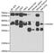H2A Histone Family Member Y antibody, 22-656, ProSci, Western Blot image 