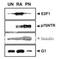 NSE3 Homolog, SMC5-SMC6 Complex Component antibody, 74-114, BioAcademia Inc, Western Blot image 