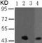 Mitogen-Activated Protein Kinase Kinase 2 antibody, TA321906, Origene, Western Blot image 