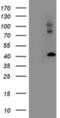LIM And Cysteine Rich Domains 1 antibody, NBP2-00934, Novus Biologicals, Western Blot image 