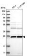 Chromosome 1 Open Reading Frame 216 antibody, PA5-65093, Invitrogen Antibodies, Western Blot image 