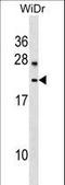 Lysozyme-like protein 6 antibody, LS-C163948, Lifespan Biosciences, Western Blot image 
