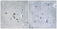 Ornithine decarboxylase antizyme 1 antibody, abx014688, Abbexa, Western Blot image 