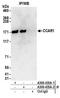 Cell Division Cycle And Apoptosis Regulator 1 antibody, A300-435A, Bethyl Labs, Immunoprecipitation image 