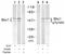 ShcA antibody, AP02541PU-S, Origene, Western Blot image 