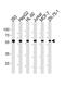 Zinc Finger CCCH-Type, RNA Binding Motif And Serine/Arginine Rich 2 antibody, PA5-35248, Invitrogen Antibodies, Western Blot image 