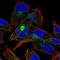 Cadherin-15 antibody, HPA070961, Atlas Antibodies, Immunofluorescence image 