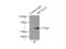 Malonyl-CoA decarboxylase, mitochondrial antibody, 15265-1-AP, Proteintech Group, Immunoprecipitation image 