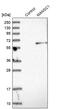 MANSC Domain Containing 1 antibody, PA5-52490, Invitrogen Antibodies, Western Blot image 