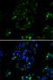 BOC Cell Adhesion Associated, Oncogene Regulated antibody, PA5-77156, Invitrogen Antibodies, Immunofluorescence image 