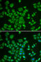 SMAD Family Member 1 antibody, 13-881, ProSci, Immunofluorescence image 