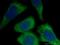 Akt antibody, YF488-60203, Proteintech Group, Immunofluorescence image 