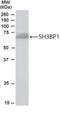 SH3 domain-binding protein 1 antibody, NB100-1398, Novus Biologicals, Western Blot image 