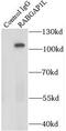 Rab GTPase-activating protein 1-like antibody, FNab07058, FineTest, Immunoprecipitation image 