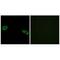 Ribosomal Protein S4 Y-Linked 1 antibody, A11919, Boster Biological Technology, Immunofluorescence image 