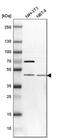TRNA Nucleotidyl Transferase 1 antibody, PA5-57878, Invitrogen Antibodies, Western Blot image 