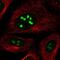 Nucleolar Protein 12 antibody, NBP1-86155, Novus Biologicals, Immunofluorescence image 