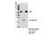 Serine/Threonine Kinase 4 antibody, 14946S, Cell Signaling Technology, Immunoprecipitation image 