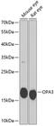 Optic atrophy 3 protein antibody, GTX32767, GeneTex, Western Blot image 