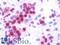 Lamin B1 antibody, LS-B10058, Lifespan Biosciences, Immunohistochemistry frozen image 
