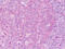 Cadherin 7 antibody, MBS248612, MyBioSource, Immunohistochemistry frozen image 
