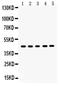 NAD-dependent deacetylase sirtuin-7 antibody, LS-C357545, Lifespan Biosciences, Western Blot image 