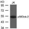 Docking Protein 2 antibody, AP02769PU-N, Origene, Western Blot image 