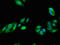 GAIP antibody, orb50990, Biorbyt, Immunofluorescence image 