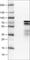 Zinc Finger Protein 703 antibody, AMAb90789, Atlas Antibodies, Western Blot image 