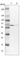 Protein Phosphatase 2 Regulatory Subunit B'Delta antibody, HPA029046, Atlas Antibodies, Western Blot image 