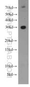 Cytosolic Fe-S cluster assembly factor NUBP2 antibody, 15409-1-AP, Proteintech Group, Western Blot image 