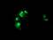 Non-Homologous End Joining Factor 1 antibody, MA5-25313, Invitrogen Antibodies, Immunocytochemistry image 
