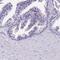 Proline Rich 15 antibody, PA5-59382, Invitrogen Antibodies, Immunohistochemistry paraffin image 