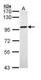 Minichromosome Maintenance Complex Component 3 antibody, NBP1-33028, Novus Biologicals, Western Blot image 
