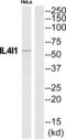 Interleukin 4 Induced 1 antibody, abx015195, Abbexa, Western Blot image 