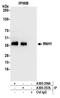 RNase H1 antibody, A305-356A, Bethyl Labs, Immunoprecipitation image 