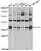 Melanocortin 1 Receptor antibody, STJ24516, St John