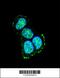 Mitogen-Activated Protein Kinase 8 Interacting Protein 1 antibody, 63-744, ProSci, Immunofluorescence image 